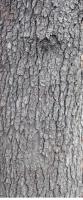 wood tree bark 0001